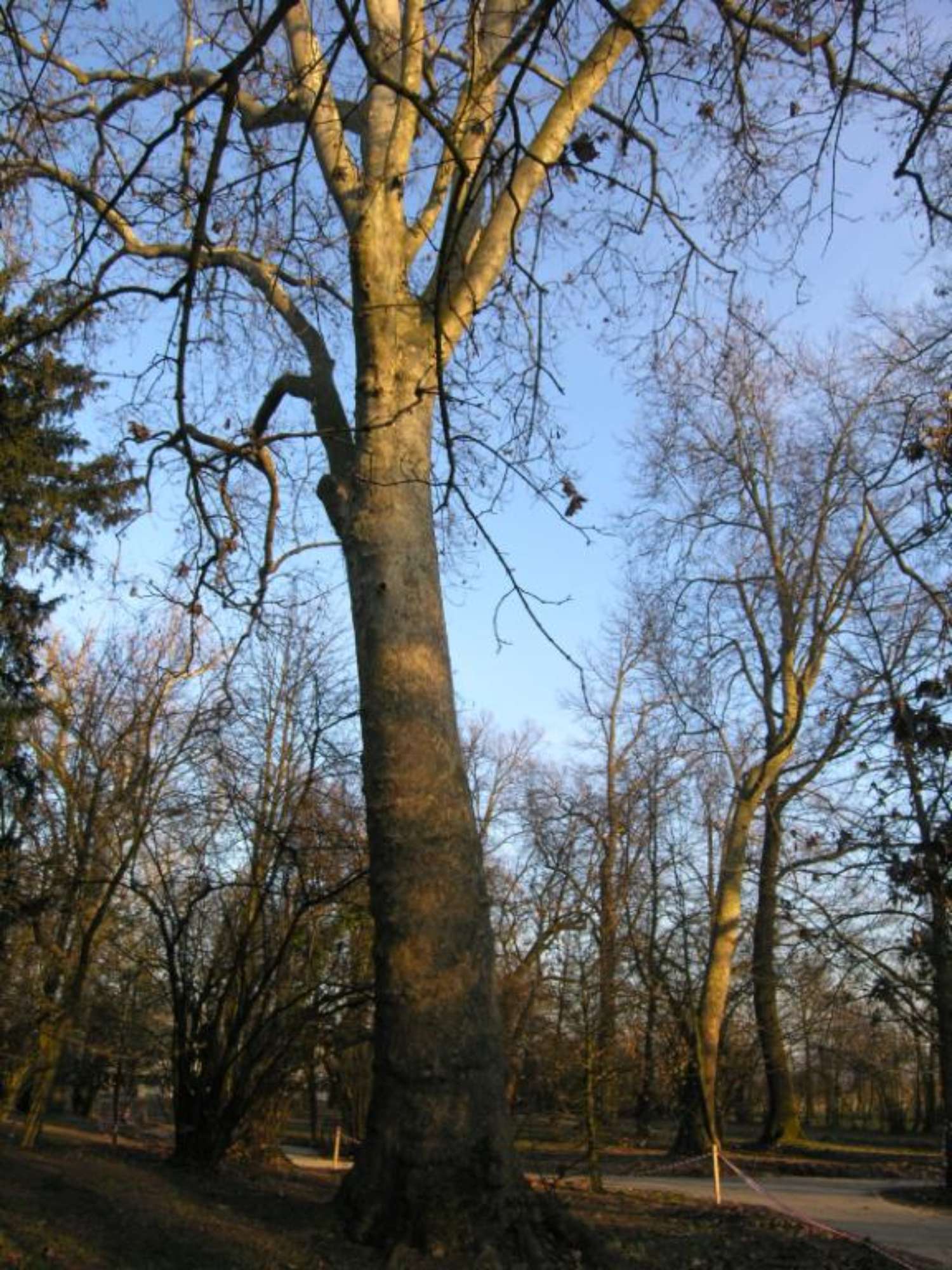 VillaBoschettiSanCesarioMO